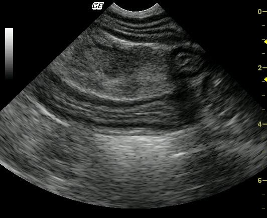 Ziggy_a_image_1_01312010044122