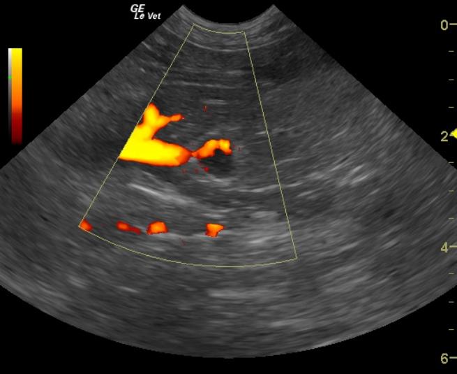 power_Doppler_RADR_poss_FAT