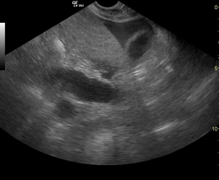 HemmohagicfluidwithSpleen