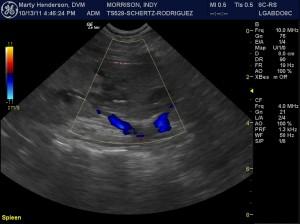 Neoplasia But “Not?”…Or Maybe “Not?”