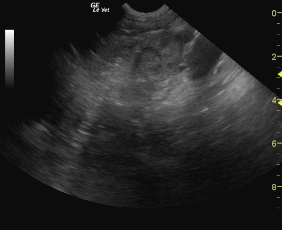 maxienelsonleftadrenalmass_12112011101447