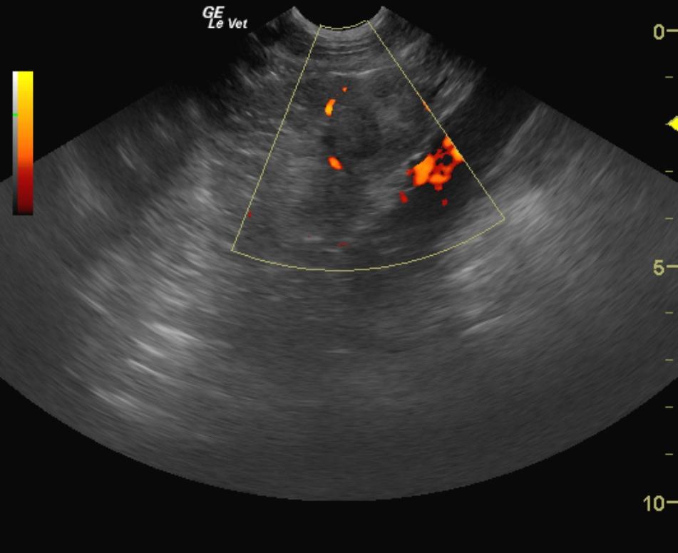 maxienelsonleftadrenalmasspdop_12112011101504