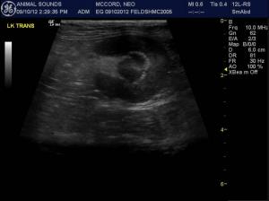 Interpreting renal studies