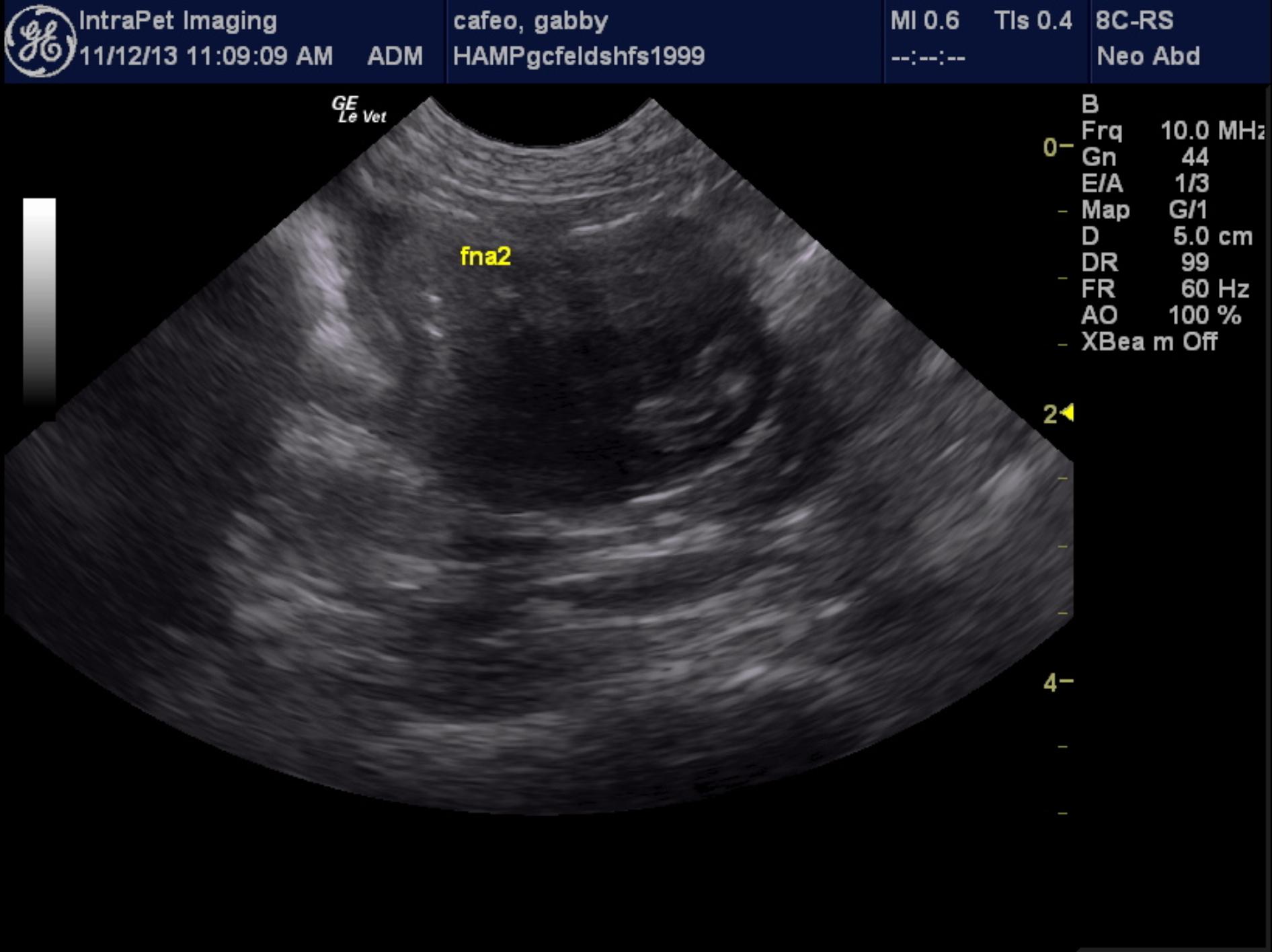 Focal intestinal mass and mast cell neoplasia in a 14 year old DSH FS