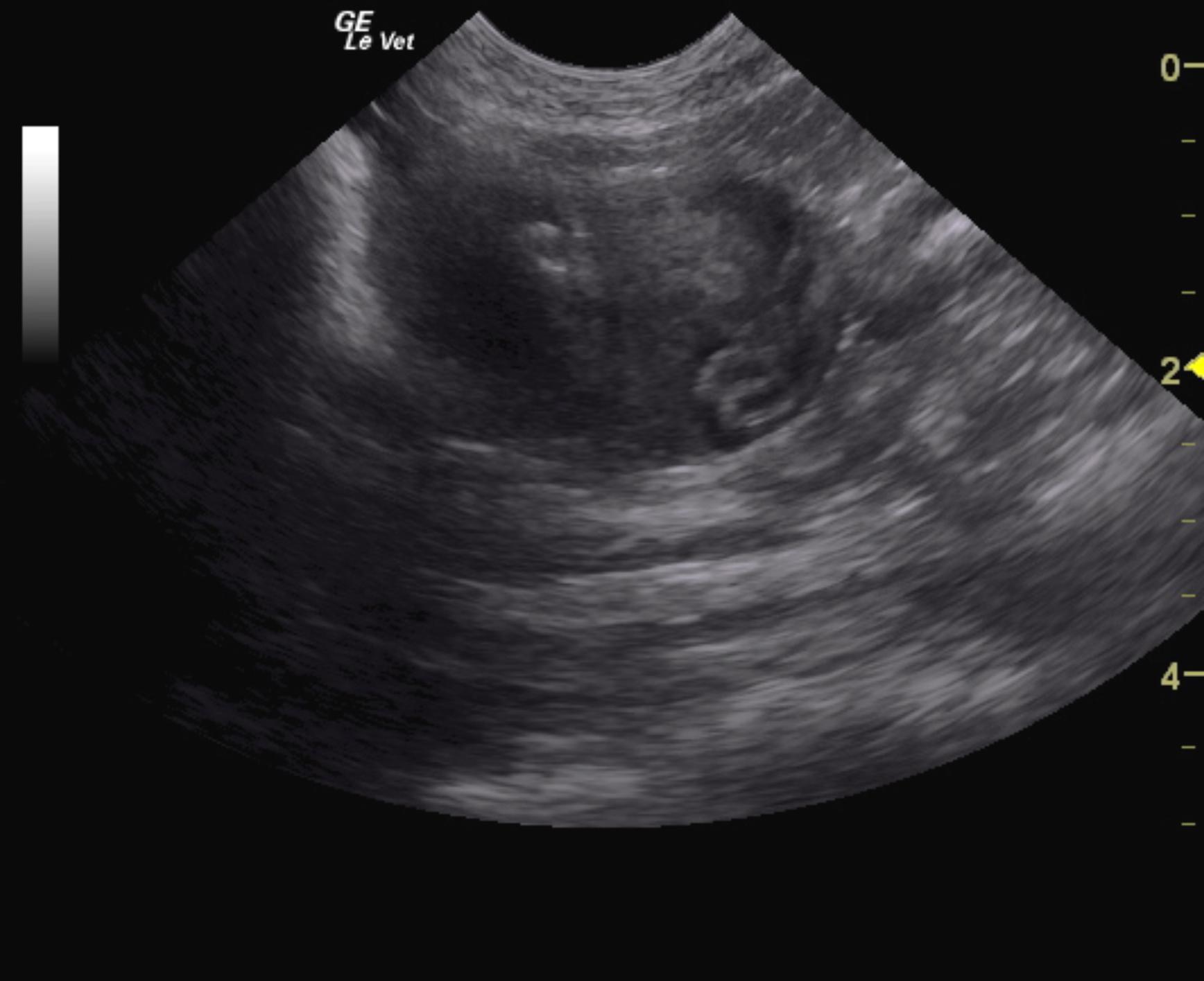 Focal intestinal mass and mast cell neoplasia in a 14 year old DSH FS