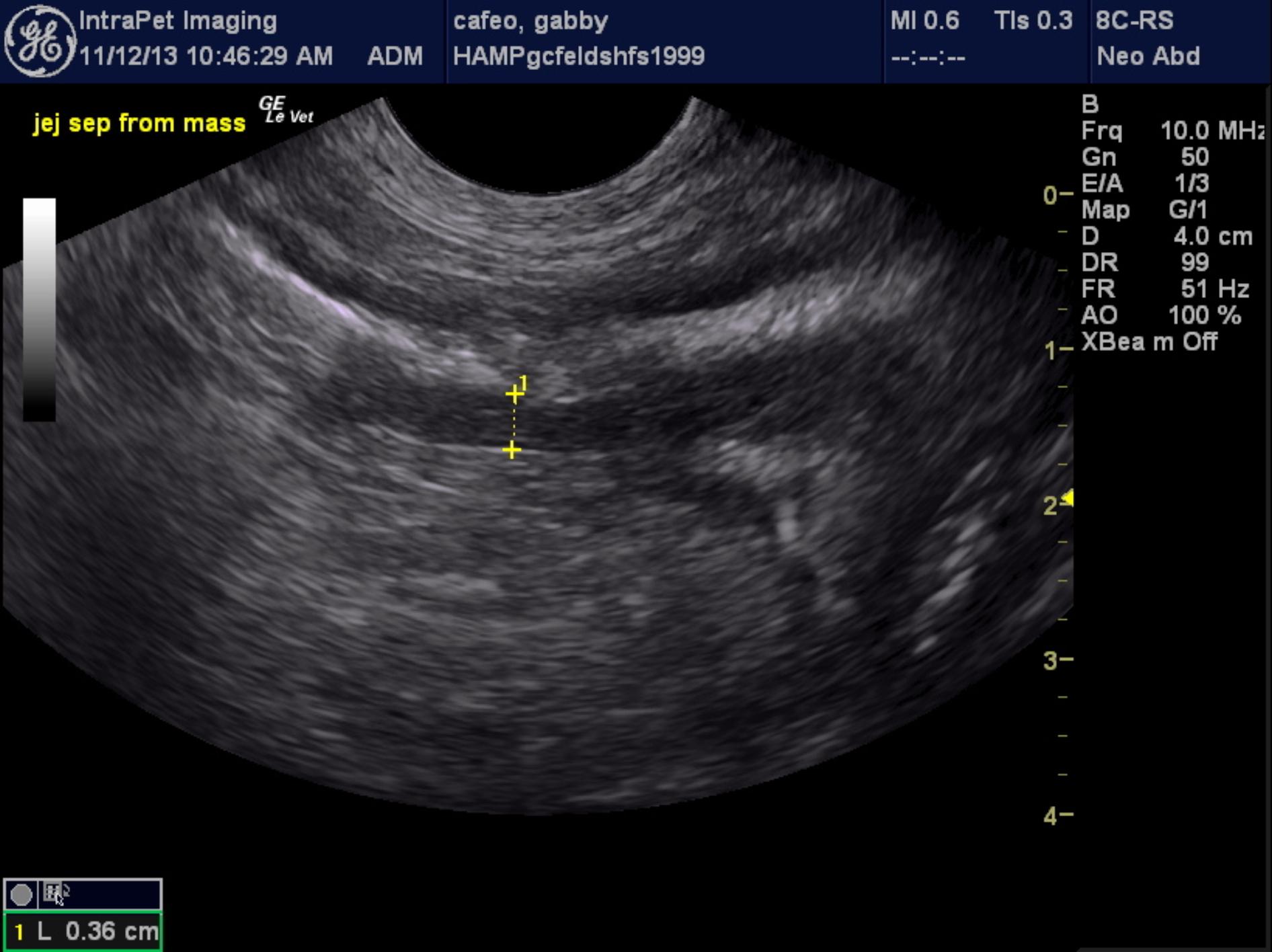 Focal intestinal mass and mast cell neoplasia in a 14 year old DSH FS ...