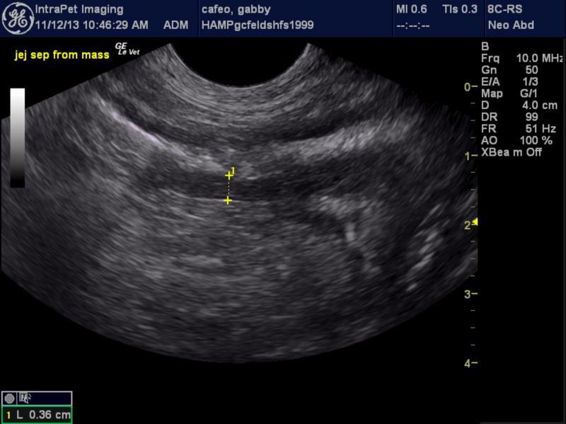2_intestinal_mass_mct_gabby_cafeo_14_yr_fs_dsh_muscularis
