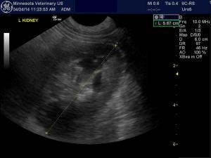 Canine Transmissible Venereal Tumor