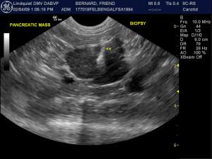 Core Bx Techniques: Can I Core Biopsy A Pancreas In A Cat Or Dog?