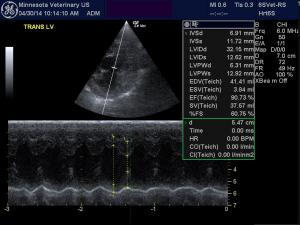 Preanesthetic echo on an 11 year old Shih Tzu