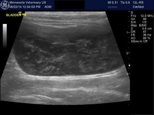 Thickened bladder wall in a vomiting cat