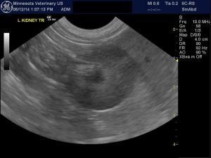 Decreased corticomedullary definiton in a 2 yr old Shih-Tzu