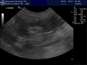 Renolithiasis in a 7 year old ShihTzu