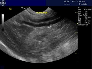 Acute renal failure in a Brussels Griffon