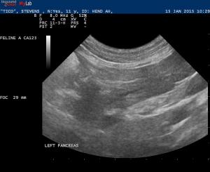 Feline pancreatitis?