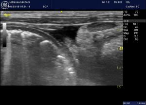 unusual jejunal and colic lymphadenopathy in a cat