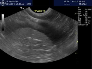 Coagulopathy and abdominal effusion in a cat with dermal mast cell tumors