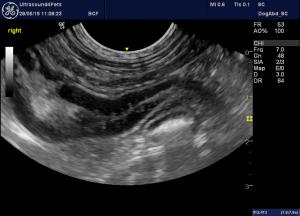 duodenal ‘changes’ in a vomiting 18 m.o. Viszla dog