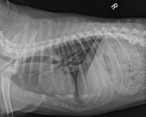 Looking for the chest mass