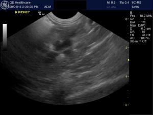 Recurrent UTI’s in 10 year old MN King Charles