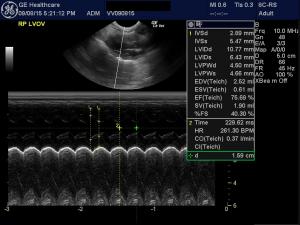 Grade 5/6 cardiac  murmur in a rabbit