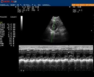 Feline Cardiac Murmur