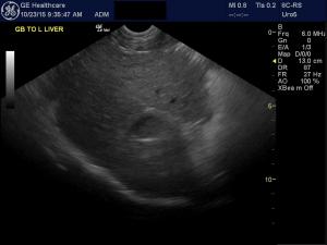 Chronic hepatomegaly in a 10 yr old FS Collie