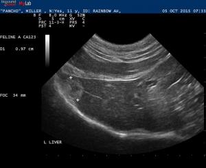 Feline thrombocytopenia