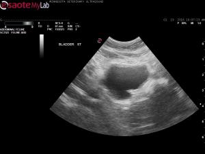 3 week post-op cystotomy in a cat