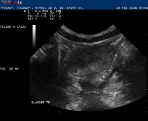 Feline bladder mass