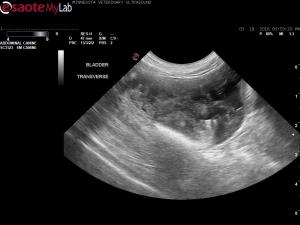 Thickened bladder wall with irregular mucosa in a 7 year old mn Puggle