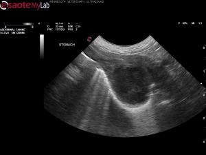 Gastric wall mass in a 14 year old FS Westie