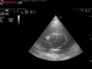 Tachycardia in a 14 year old mn Rottweiler