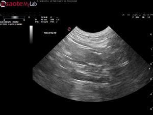 Bloody discharge in an 8 year old MN English Bulldog
