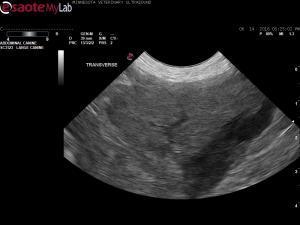 Hypoechoic splenic lesion in a 13 year old Rough Collie with chronic diarrhea