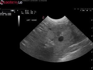 Deep cystic abdominal mass in a 13 year old Springer Spaniel X