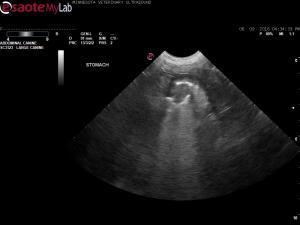 Gastric wall lesion in an 11 year old Wheaton Terrier