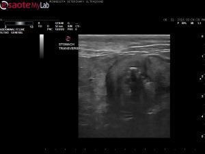 Focal gastric wall thickening in an 8 year old FeLV+ DSH feline