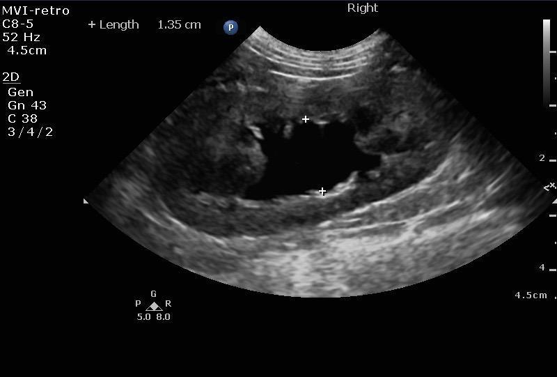 062316_rb_planetpet_byrket_20160623_123627_0028