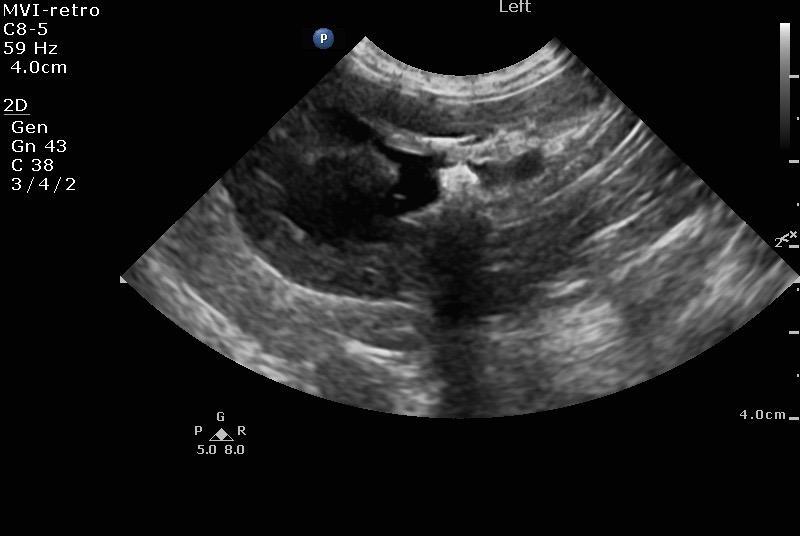 062316_rb_planetpet_byrket_20160623_123627_0031