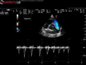 Increased respiratory effort and cardiomegaly in a Cushingoid 9 yr FS Brussels Griffon