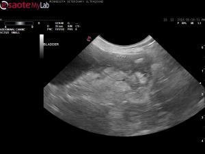 Possible uterine stump pyo or neoplasia in an 8 year old Dachshund
