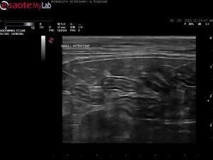 Chronic vomiting and inappetence in a 17 year old FS DMH with a history of stage 2 renal disease, possible IBD,and elevated fPLI