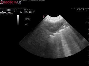 Acute collapse and tachyarrhythmia in a 9 year old FS Golden Retriever