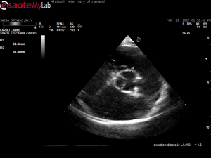 HW treatment, Mitral Valve Disease, and Sinus Bradycardia