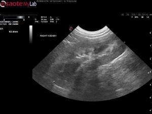 Renal evaluation in a 16 week old Pit Bull X