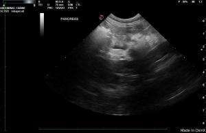 Yellow cat… yellow cat… what is ailing you??:) Biliary Obstruction or Parenchymal Disease?