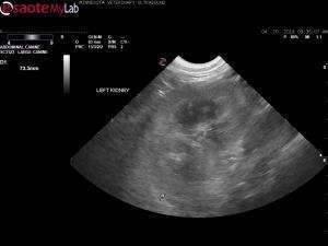 One year old intact male Labrador Retreiver with Renal Failure