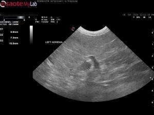 Another Boston Terrier with Cushing’s disease and PU/PD