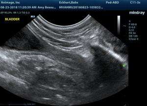 Feline incontinence and thickened urethra